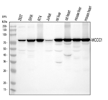 MCCC1 Rabbit Polyclonal Antibody