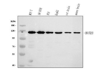 MATR3 Antibody