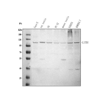 L1TD1 Rabbit Polyclonal Antibody