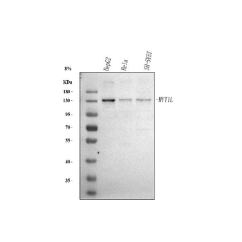 MYT1L Rabbit Polyclonal Antibody