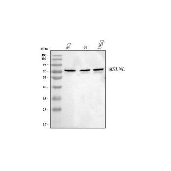 MSLNL Rabbit Polyclonal Antibody