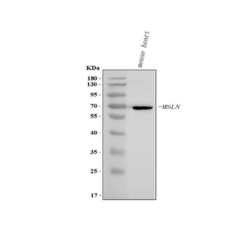 Mesothelin/Msln Rabbit Polyclonal Antibody