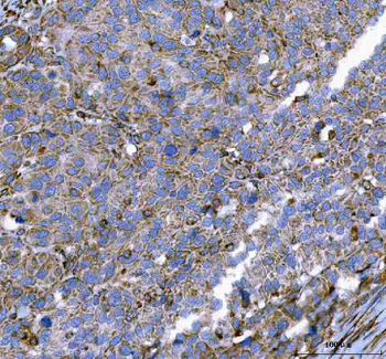 Malectin/MLEC Rabbit Polyclonal Antibody