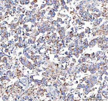 Malectin/MLEC Rabbit Polyclonal Antibody