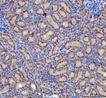 Malectin/MLEC Rabbit Polyclonal Antibody