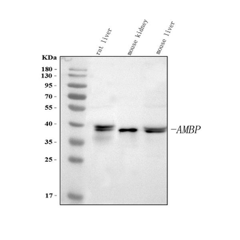 Alpha 1 microglobulin/Ambp Rabbit Polyclonal Antibody
