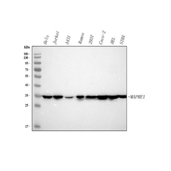 EB1/MAPRE1 Antibody
