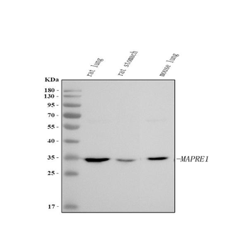 EB1/MAPRE1 Antibody