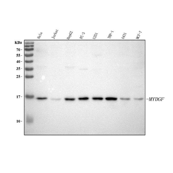 C19orf10/MYDGF Antibody