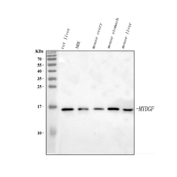 C19orf10/MYDGF Antibody