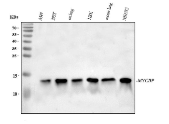 MYCBP Antibody