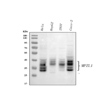 MPZL1 Rabbit Polyclonal Antibody