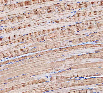 MOCS2 Rabbit Polyclonal Antibody