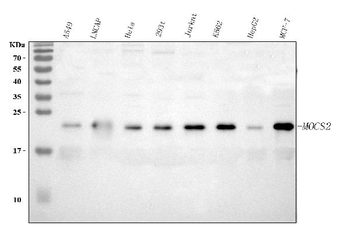 MOCS2 Rabbit Polyclonal Antibody