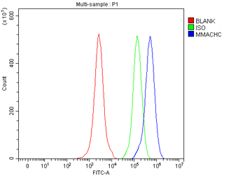 MMACHC Antibody