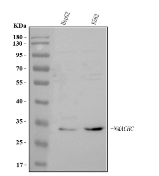 MMACHC Antibody