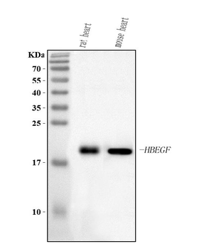 Hbegf Rabbit Polyclonal Antibody