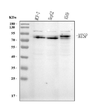 MISP Rabbit Polyclonal Antibody