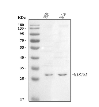 C21orf45/MIS18A Rabbit Polyclonal Antibody