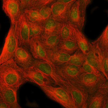 MFAP1 Rabbit Polyclonal Antibody