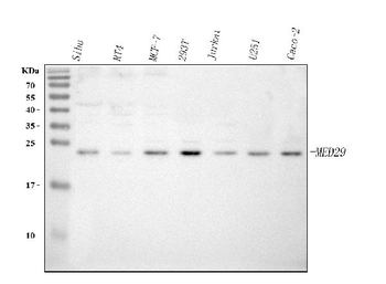 MED29 Rabbit Polyclonal Antibody