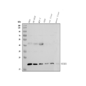 NUCKS1 Antibody