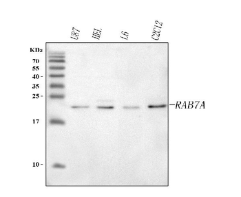 RAB7A Antibody
