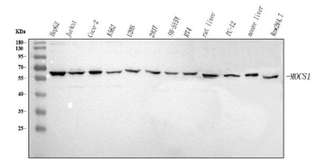 MOCS1 Rabbit Polyclonal Antibody