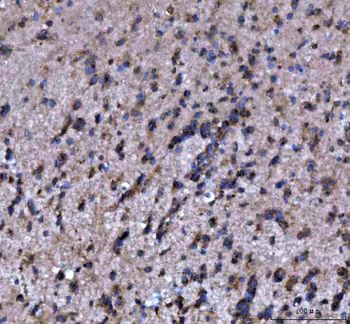 MOAP1 Rabbit Polyclonal Antibody