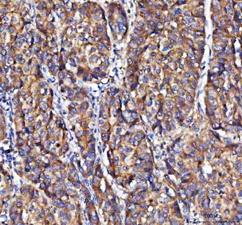 MOAP1 Rabbit Polyclonal Antibody