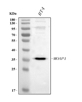 MOAP1 Rabbit Polyclonal Antibody