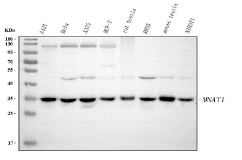 MNAT1 Antibody