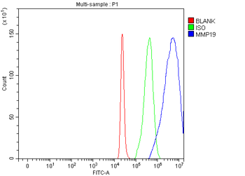 MMP19 Rabbit Polyclonal Antibody