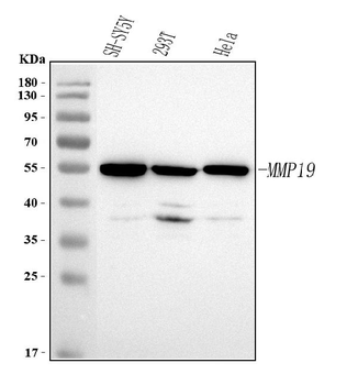 MMP19 Rabbit Polyclonal Antibody