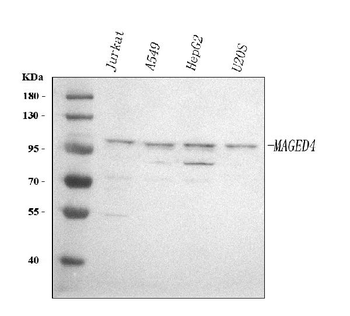 MAGED4 Rabbit Polyclonal Antibody