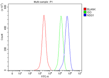 NSG1 Antibody