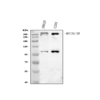 MUC3A/B Antibody