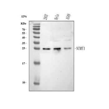 METTL11A/NTMT1 Rabbit Polyclonal Antibody