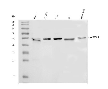 APG5L/ATG5 Rabbit Polyclonal Antibody