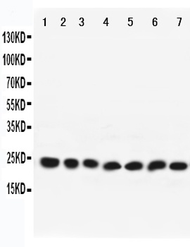 Rab9/RAB9A Rabbit Polyclonal Antibody