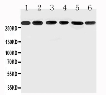 Mucin 5AC/MUC5AC Rabbit Polyclonal Antibody