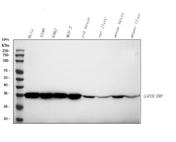 GAPDH Rabbit Polyclonal Antibody (HRP)