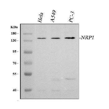 Neuropilin 1/NRP1 Rabbit Polyclonal Antibody