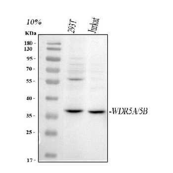 WDR5 Rabbit Polyclonal Antibody