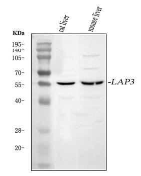 LAP3 Rabbit Polyclonal Antibody