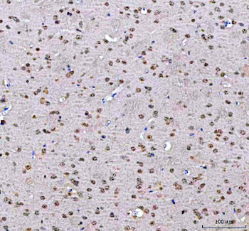 PSIP1 Rabbit Polyclonal Antibody