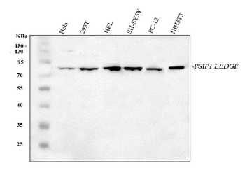 PSIP1 Rabbit Polyclonal Antibody
