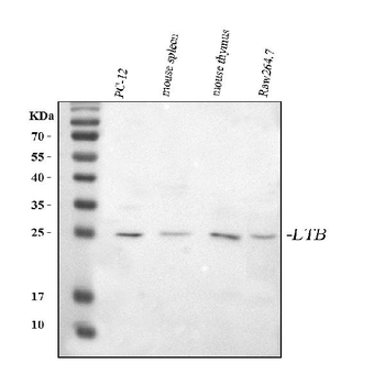 Ltb Rabbit Polyclonal Antibody