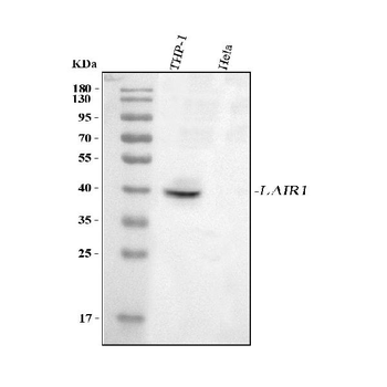 LAIR1 Rabbit Polyclonal Antibody