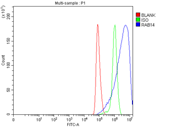RAB14 Rabbit Polyclonal Antibody